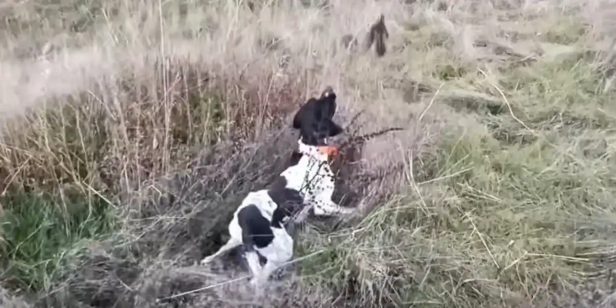[Vidéo] Plus besoin de fusil avec un chien comme lui