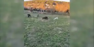 chien-charge-par-un-sanglier