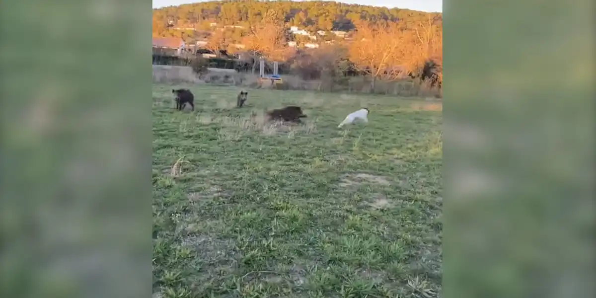 [Vidéo] Un chien de chasse chassé par des sangliers
