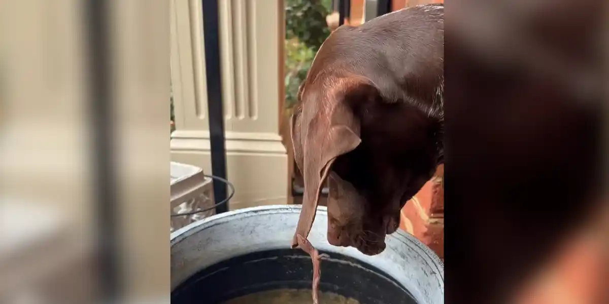 [Vidéo] Un chien de chasse se fait chasser à son tour
