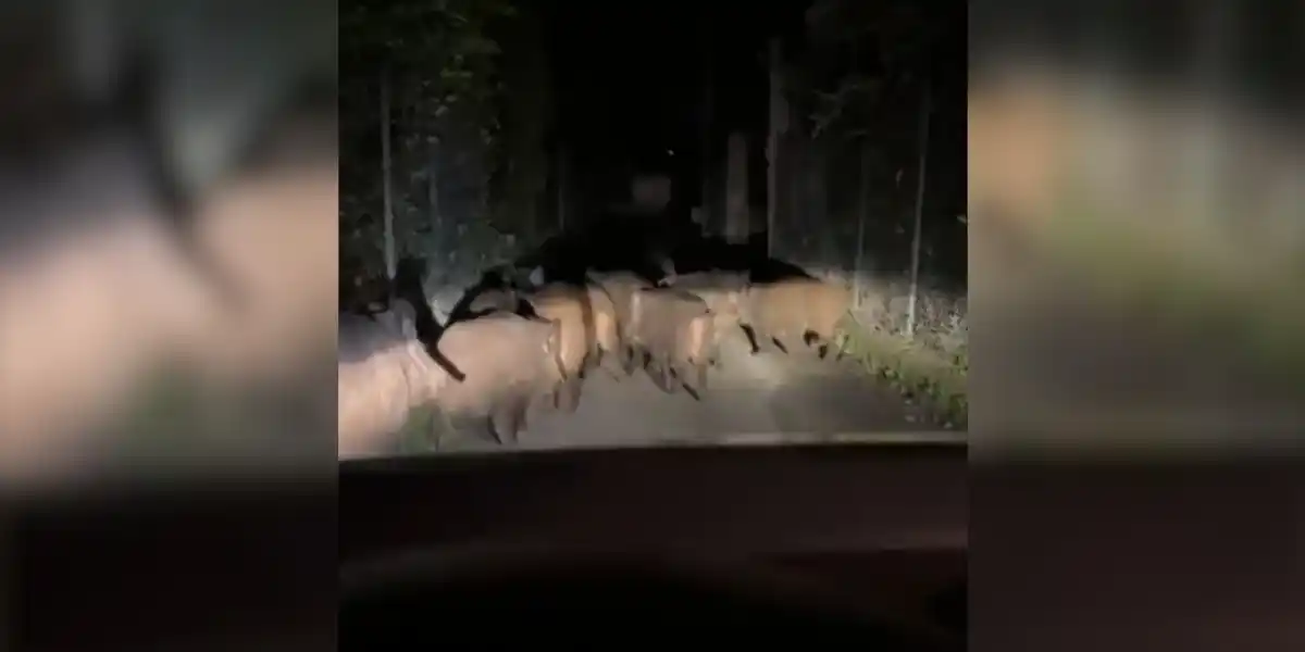 [Vidéo] Coincé sur la route par une compagnie de sangliers