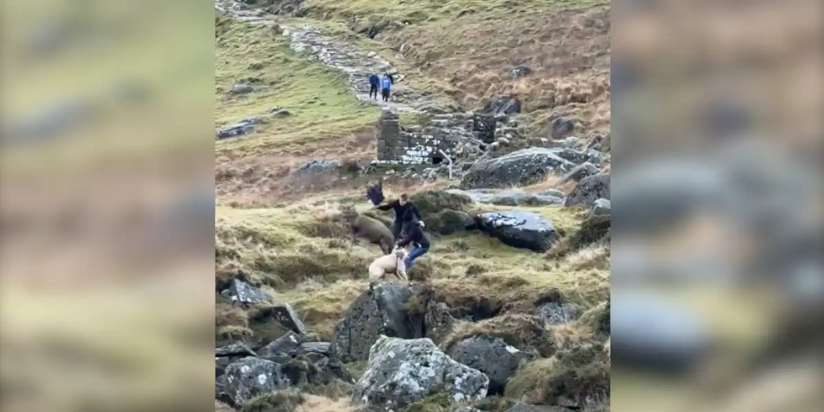 [Vidéo] Un cerf dangereux chassé à coups de sac à dos