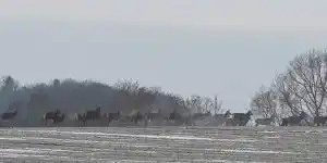 harde cervides dans la neige