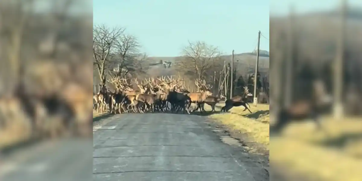 [Vidéo] Une grosse harde de cervidés se retrouve bloquée sur une route de campagne