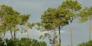 pins-des-Landes