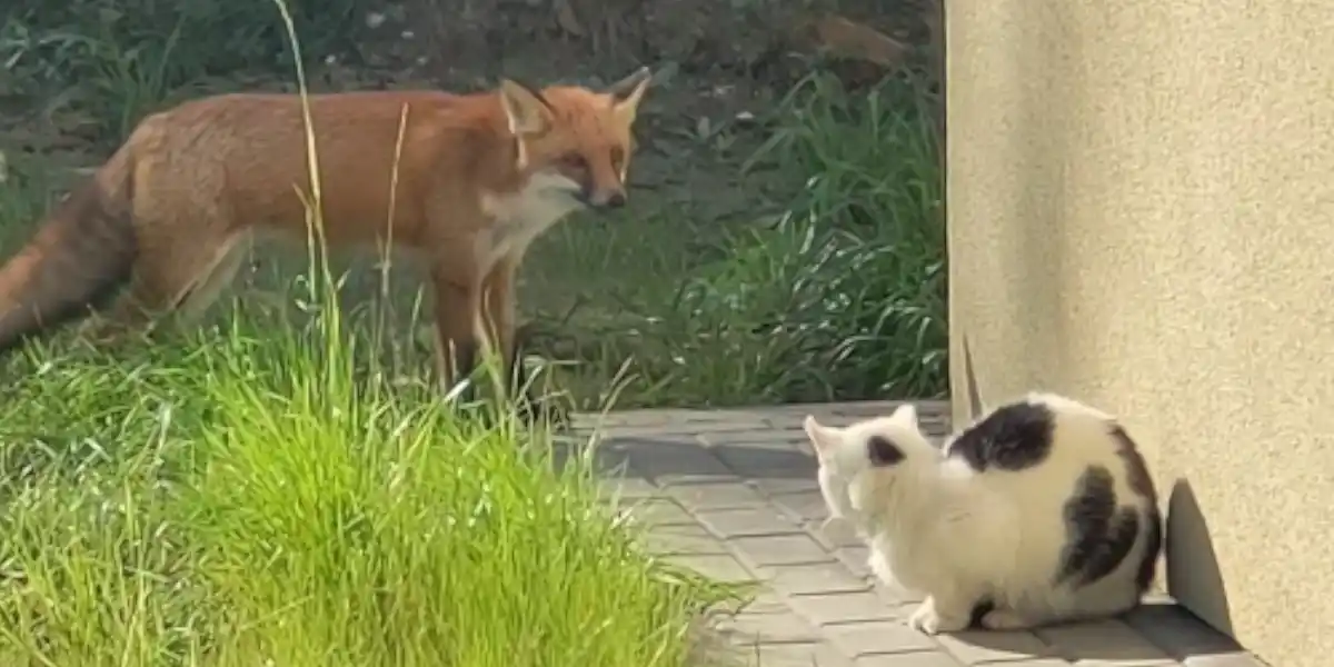 [Vidéo] Un face à face tendu entre un renard et un chat
