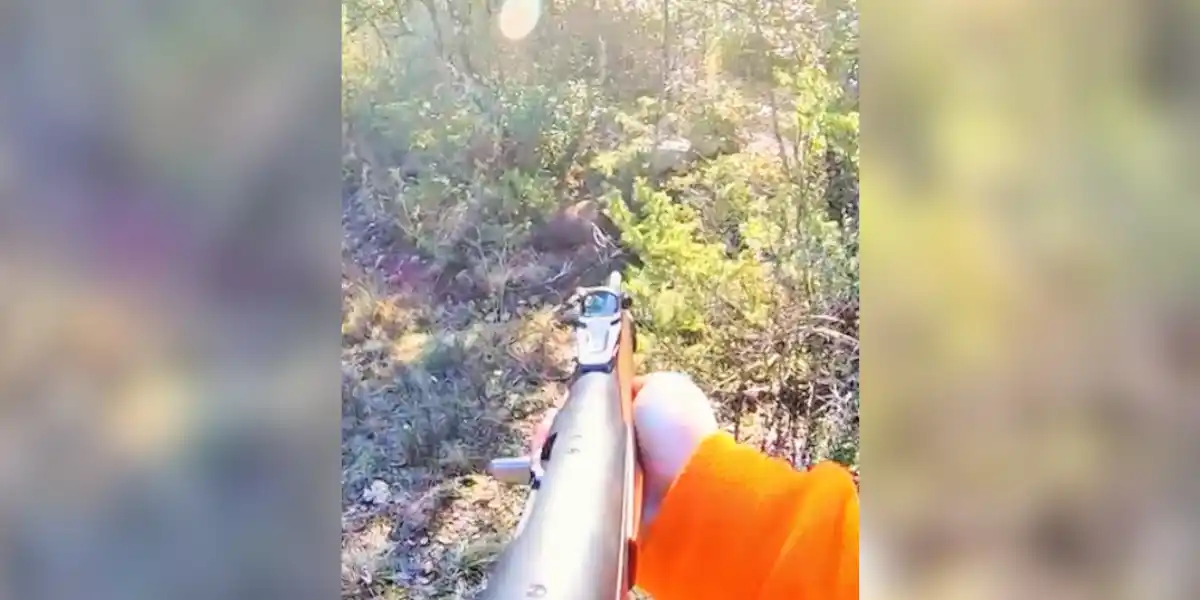 [Vidéo] Un sanglier de belle taille stoppé net à la deuxième balle