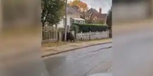 sanglier cloture beton