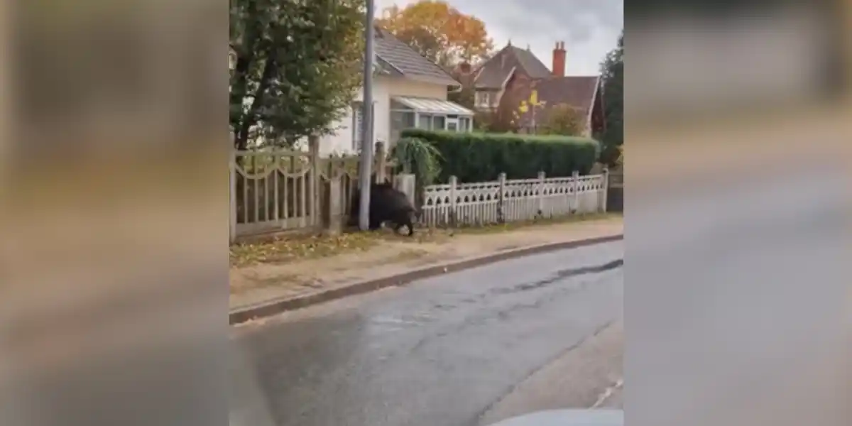 [Vidéo] Un sanglier charge et passe au travers d&rsquo;une balustre en béton