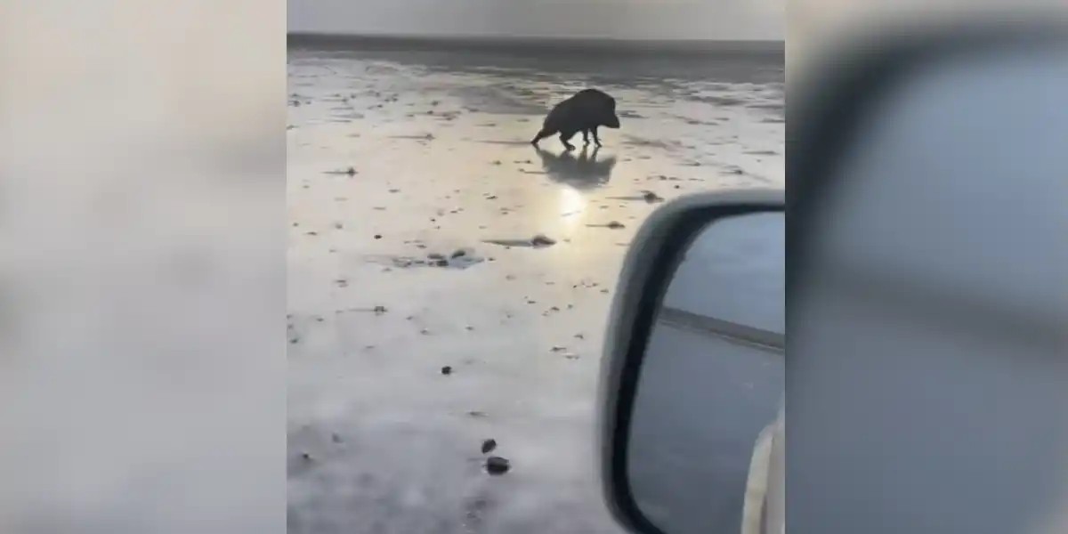 [Vidéo] Un sanglier a bien des difficultés à évoluer sur la glace