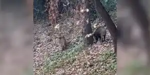 sangliers corniche bellevue Nice