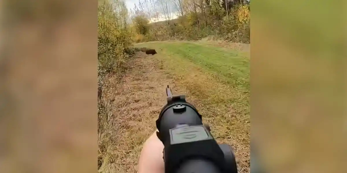 [Vidéo] Sanglier : tir d&rsquo;un beau mâle de 100kg