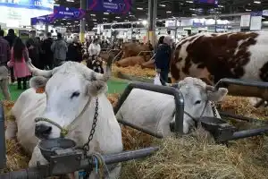 Salon de l’Agriculture 2026 : une édition sans vaches, un fait inédit