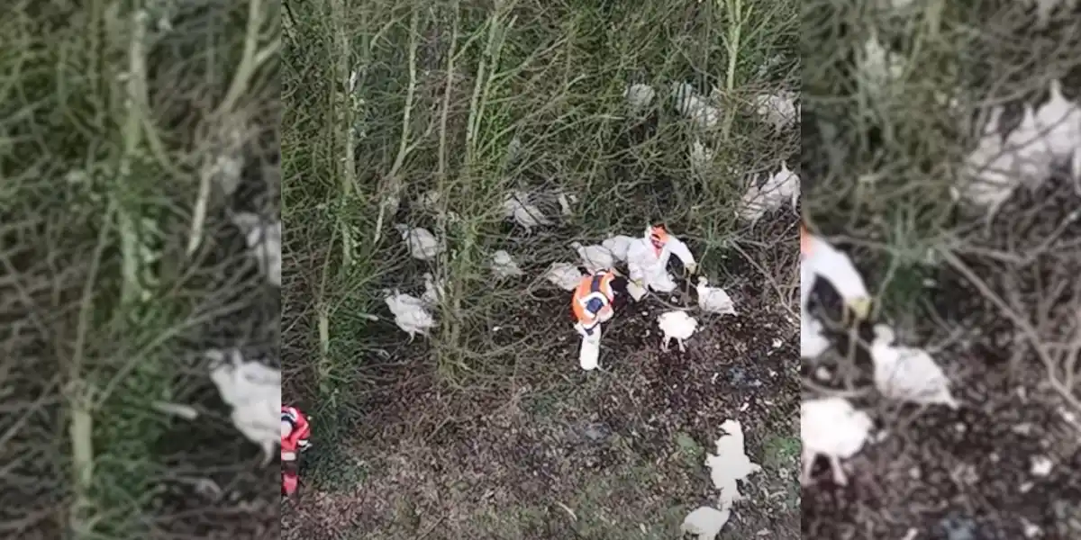 La Fondation 30 millions d’amis porte plainte contre un transporteur suite à l’accident d’un camion de dindons