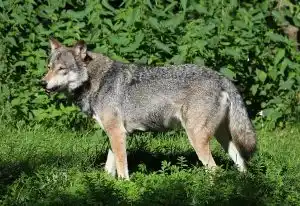 canis-lupus-loup