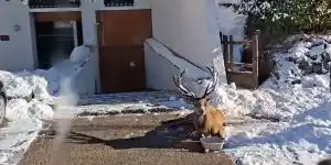 Un cerf surprend les passants et s&rsquo;écroule dans une station de ski des Alpes-Maritimes