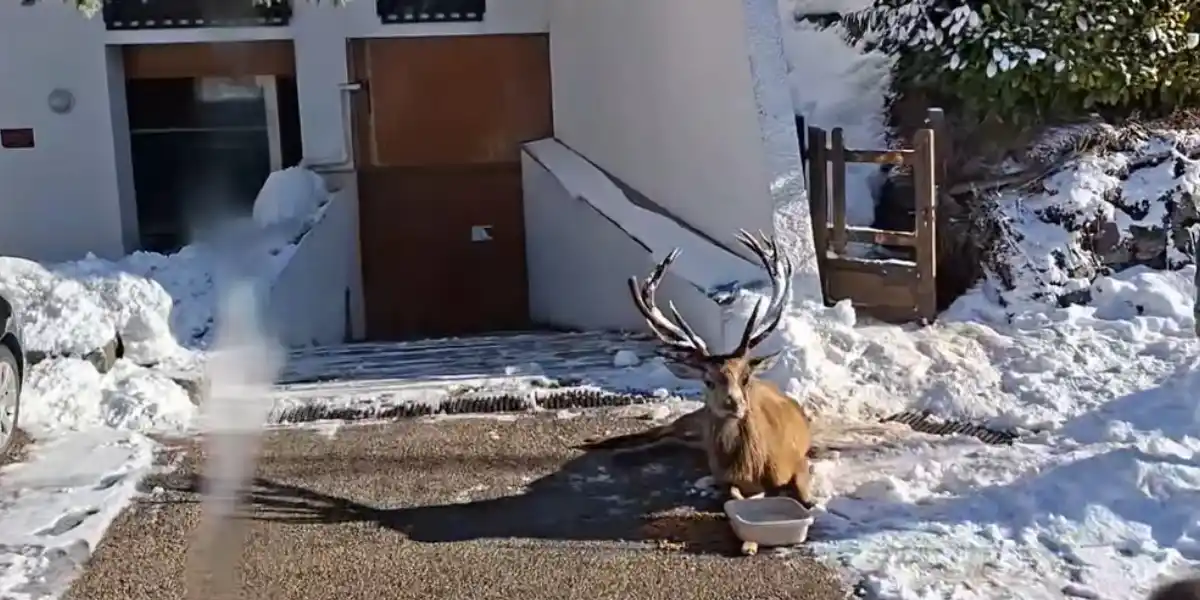 Un cerf surprend les passants et s&rsquo;écroule dans une station de ski des Alpes-Maritimes