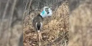 cervide coince dans un seau