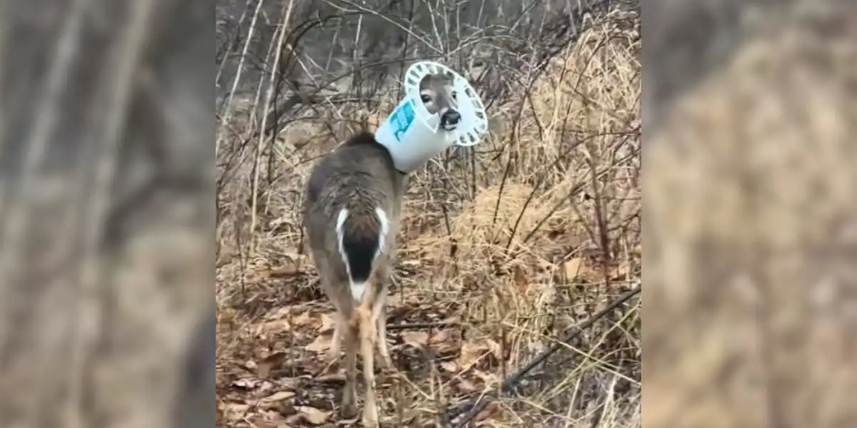 [Vidéo] Un cervidé la tête coincée dans uns eau : une situation bien plus grave qu&rsquo;il n&rsquo;y paraît