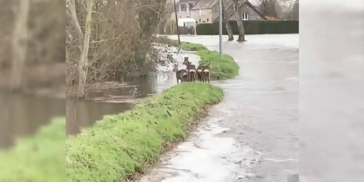 [Vidéo] Des chevreuils coincés par la crue en Normandie