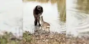 chevreuil-vs-homme-dans-eau