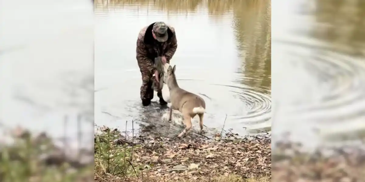 [Vidéo] Un chevreuil bloque un homme dans l&rsquo;eau