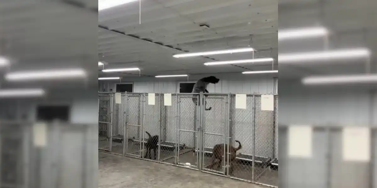 [Vidéo] Un chien de chasse expert en évasion du chenil