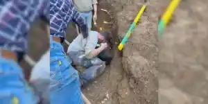 Isère : deux chiens de chasse retrouvés vivants après cinq jours passés sous terre