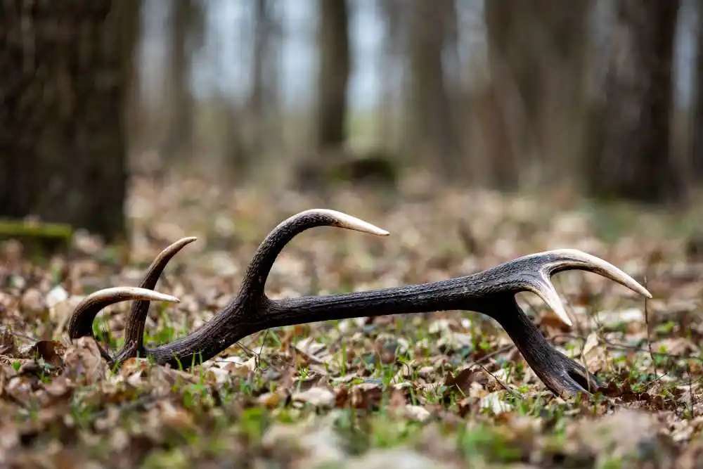 Les mues de cerfs donnent de grandes indication sur l'état de la population de cerfs