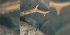 crane de brocard dans un pneu