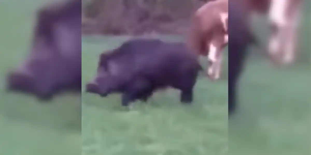 [Vidéo] Un énorme sanglier aperçu au milieu des vaches