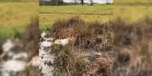 epagneul vs becassine