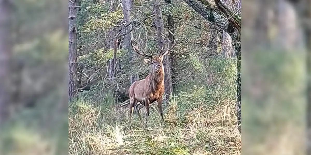 [Vidéo] Une rencontre avec le roi de la forêt est toujours un moment magique