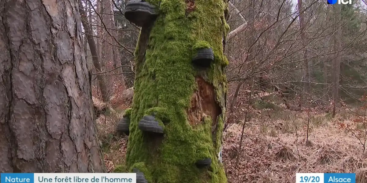 [Vidéo] Le projet de « forêt primaire » sur 70.000 hectares commence en France
