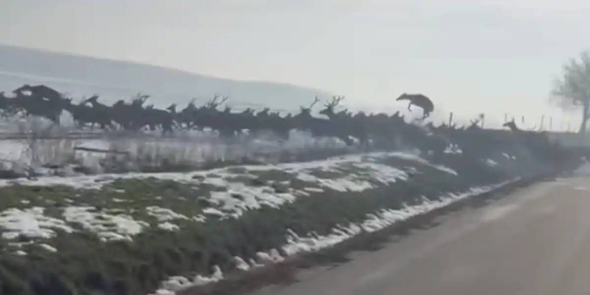[Vidéo] Une harde monstrueuse de cerfs traverse juste devant un automobiliste chanceux