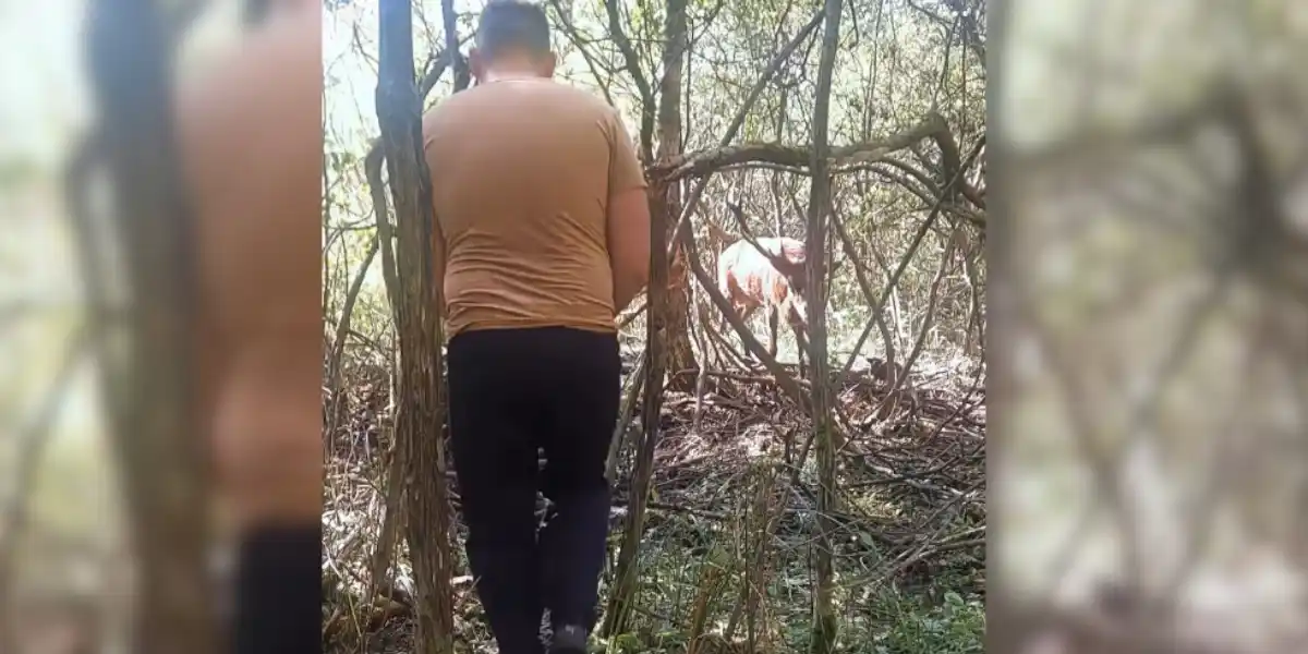 [Vidéo] Le sauvetage d&rsquo;un cerf sous haute tension