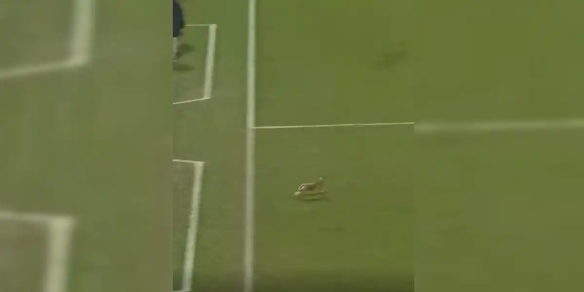 [Vidéo] Un lièvre traverse un terrain lors d&rsquo;un match de foot en Allemagne