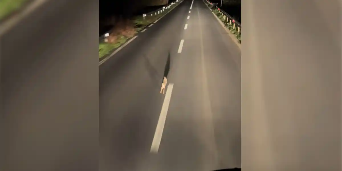 [Vidéo] Avoir un lièvre dans les phares, ça peut durer longtemps…