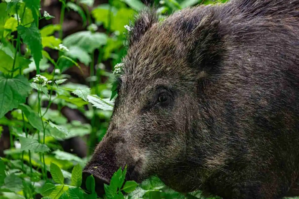 Côtes-d’Armor : des chasseurs en colère contre une nouvelle taxe à l’hectare menacent d’arrêter les prélèvements de sangliers