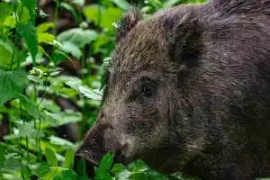 sanglier dans la végétation