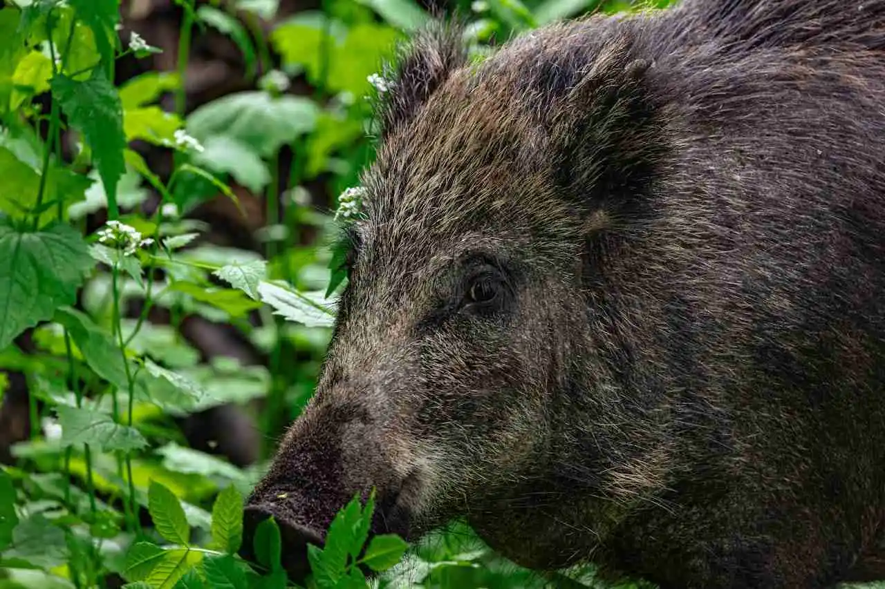 sanglier dans la végétation