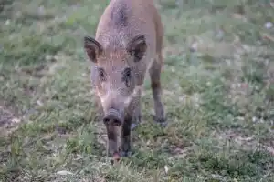 Les louvetiers mobilisés dans l&rsquo;Oise sans concertation avec la Fédération des Chasseurs : une décision qui fait débat