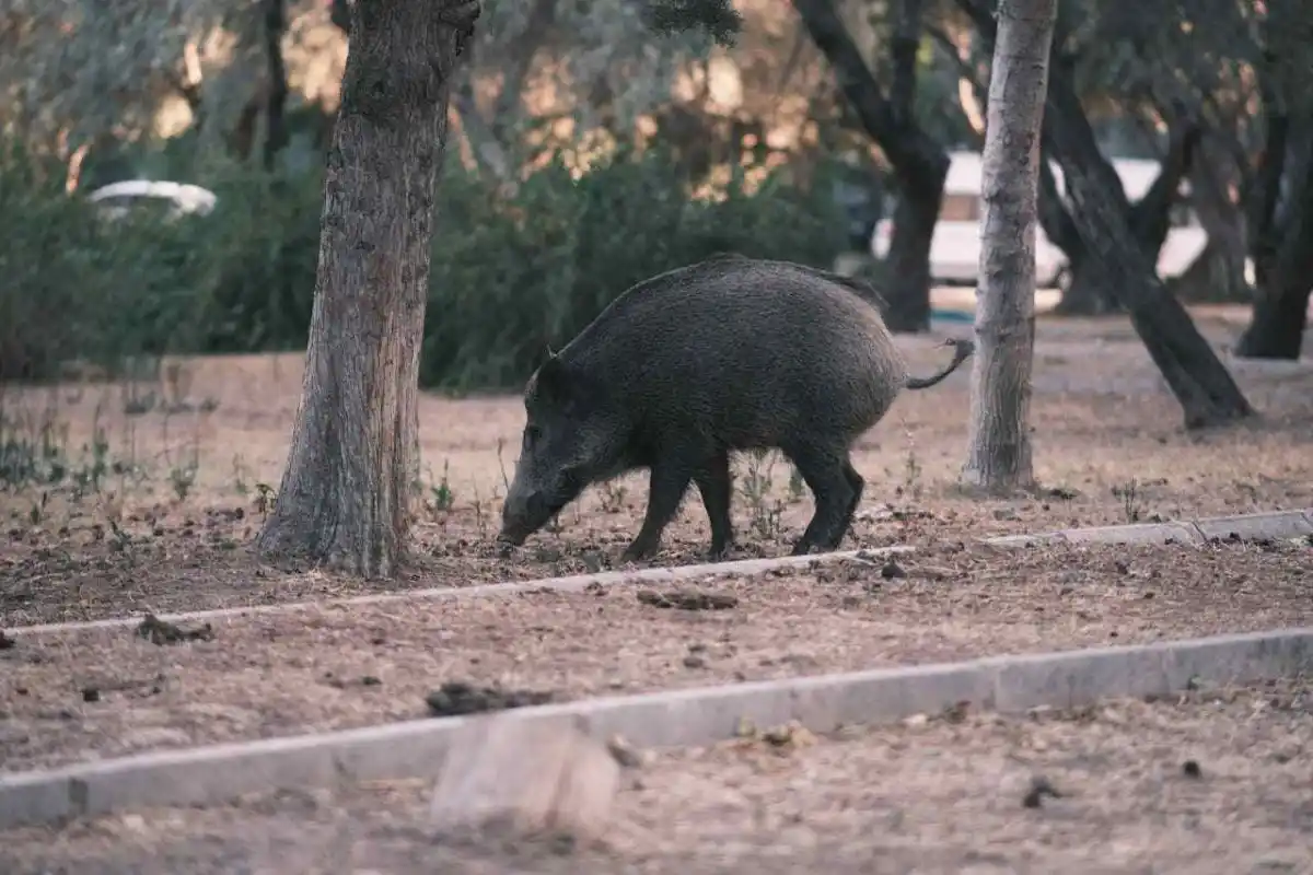 Inondations en Loire-Atlantique : les sangliers fuient l’eau et se rapprochent des routes