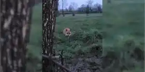 renard saute sur un homme