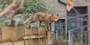 renard-sur-une-palissade