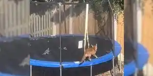 renard vs pigeon dans un trampoline