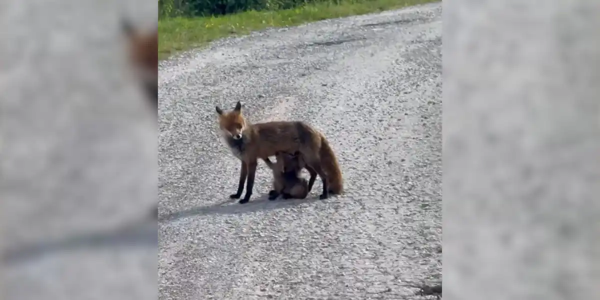 [Vidéo] Des renardeaux en pleine tétée surpris au détour d&rsquo;un chemin