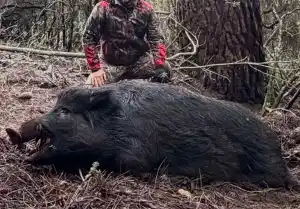 Un énorme sanglier de 178 kilos prélevé en Corse et un record potentiel