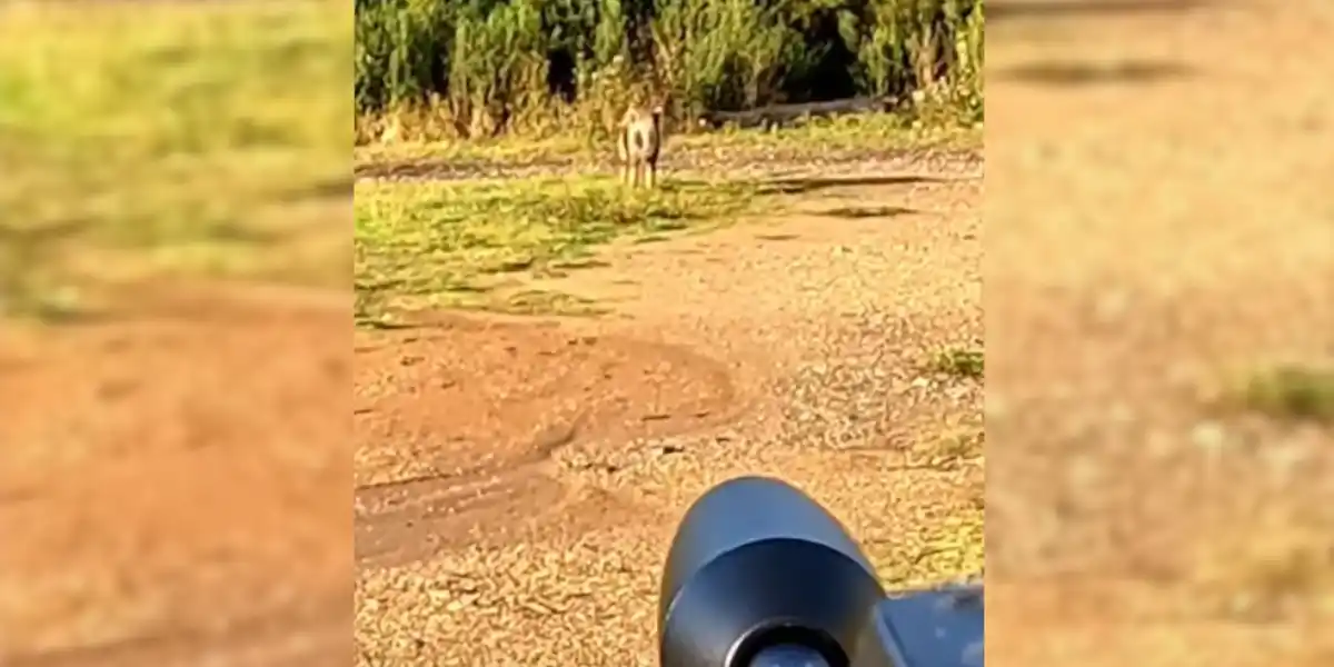 [Vidéo] Tir d&rsquo;un sanglier à la robe particulière