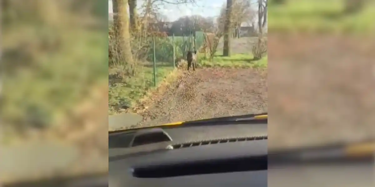 [Vidéo] Un sanglier tombe sur un grillage plus fort que lui